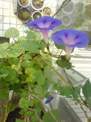 成都80后夫妻幸福进行曲 自己设计70平家