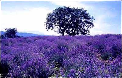 爱情天堂 世界10大经典婚游圣地