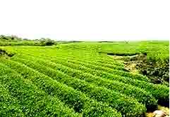 爱情天堂 世界10大经典婚游圣地