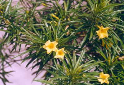 八种鲜花不宜放置居室里