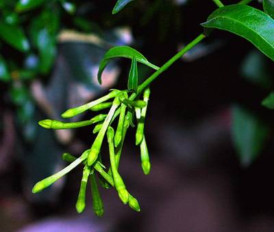 八种鲜花不宜放置居室里