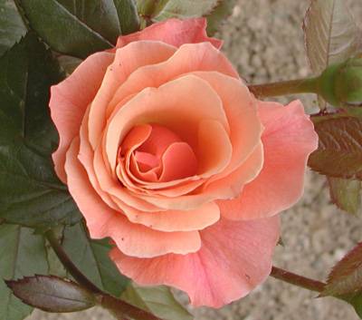 八种鲜花不宜放置居室里