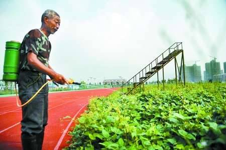 安徽巢湖上万平米体育场闲置成附近居民菜园