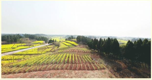 简阳芦葭火了新机场未破土 投资客已涌来