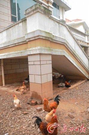 东莞千万闲置豪宅养土鸡 邻居担心禽流感风险